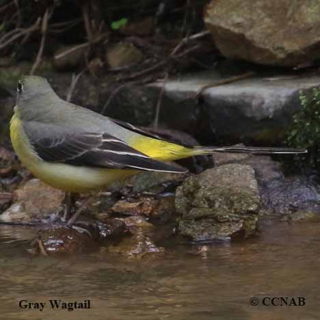 Gray Wagtail