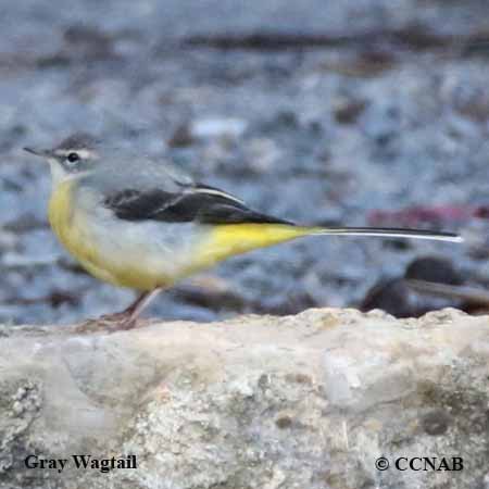 Gray Wagtail