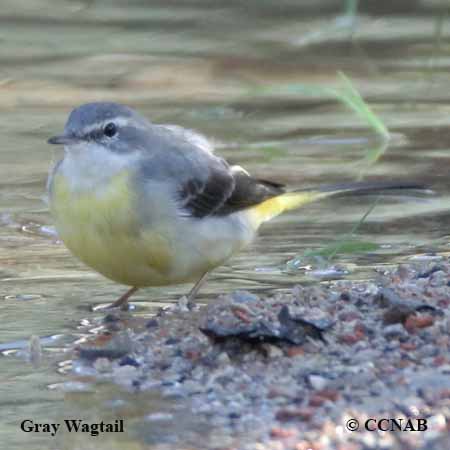 Gray Wagtail