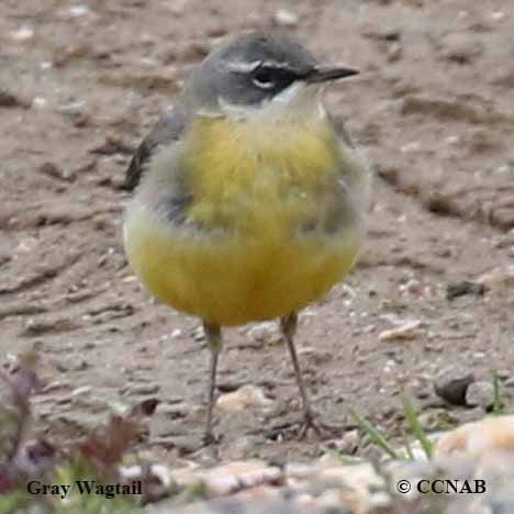 Gray Wagtail