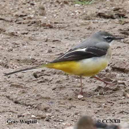 Birds of North America