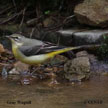 Gray Wagtail