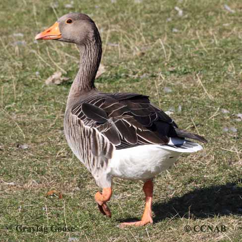 goose, geese, male goose