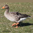 Graylag Goose range map