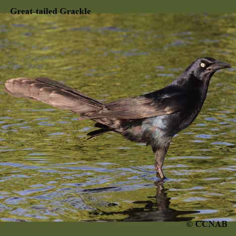 Great-tailed Grackle