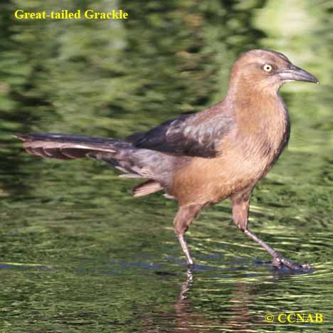 Great-tailed Grackle