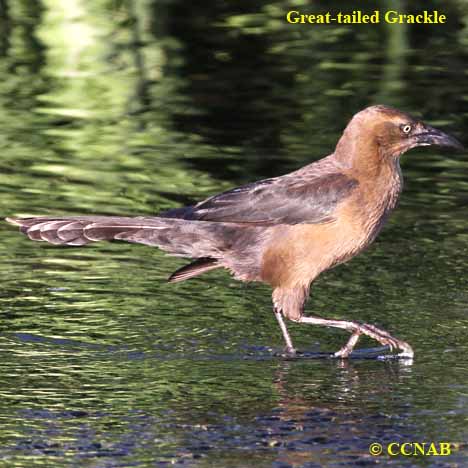 Great-tailed Grackle