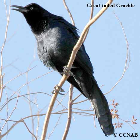 Great-tailed Grackle