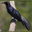 Great-tailed Grackle range map