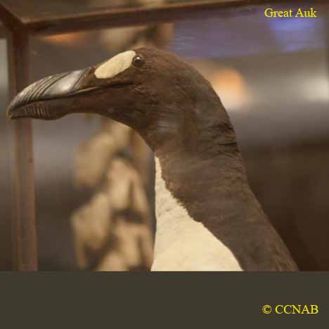 Great Auk