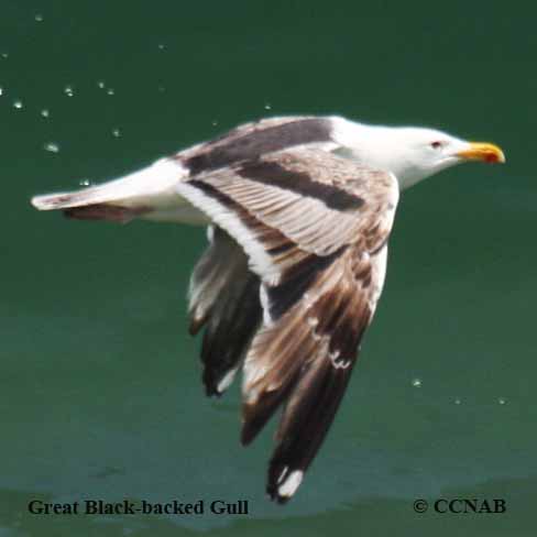 Great Black-backed Gull