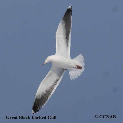 Great Black-backed Gull