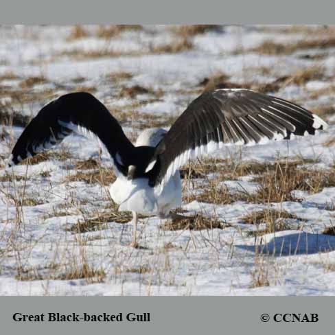 Great Black-backed Gull