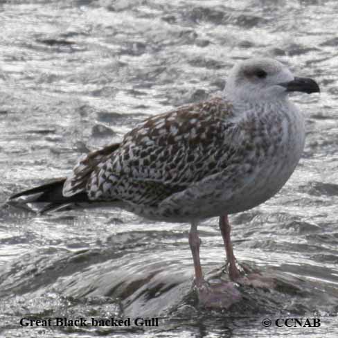 Great Black-backed Gull