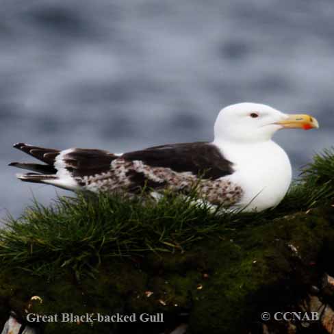 Great Black-backed Gull