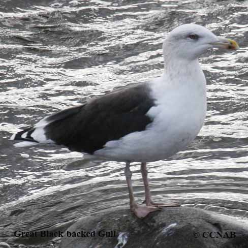 Great Black-backed Gull