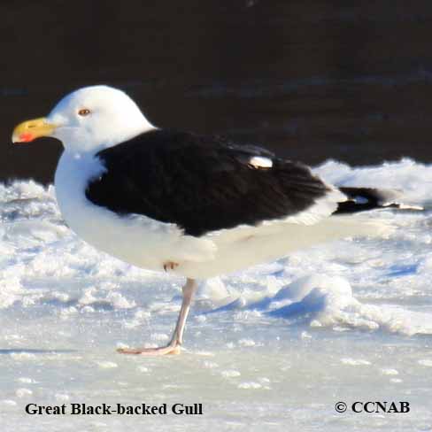 Birds of North America