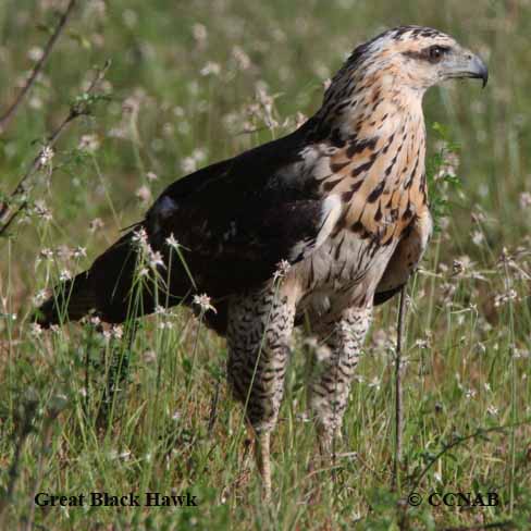 Great Black Hawk