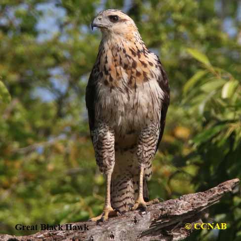 Great Black Hawk