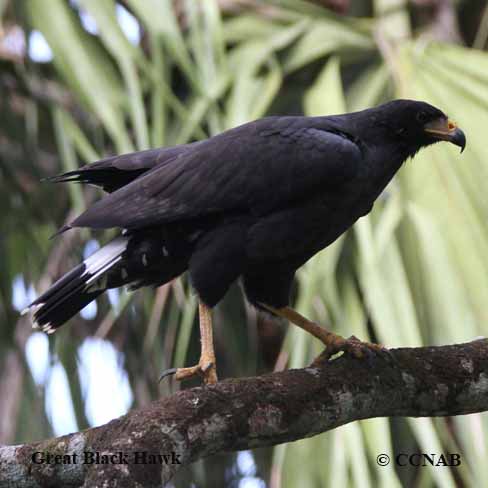 Great Black Hawk