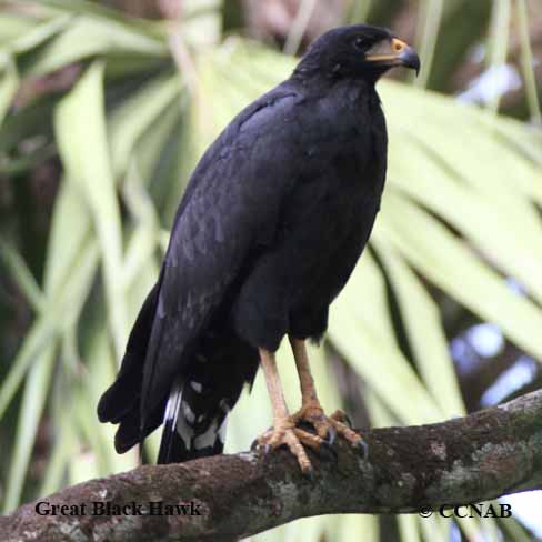 black hawk bird