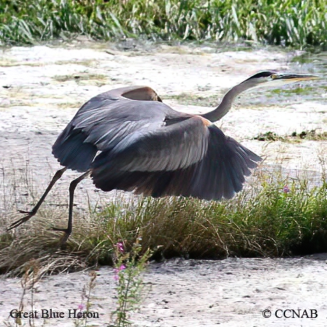 Great Blue Heron