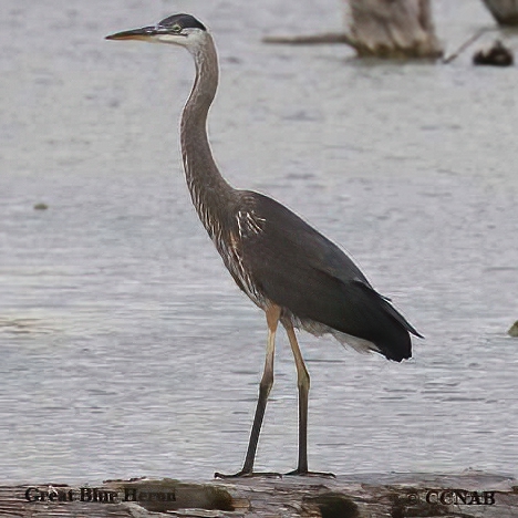 Great Blue Heron