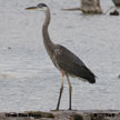 Great Blue Heron range map