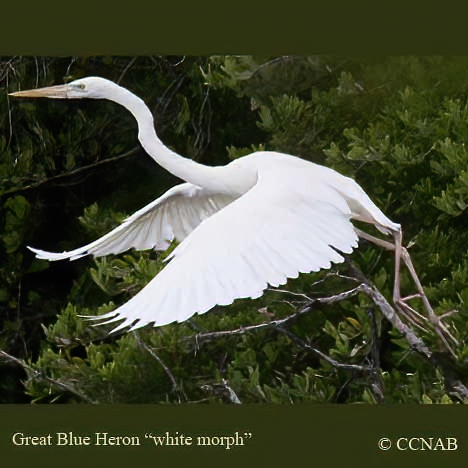 Great Blue Heron (White) 