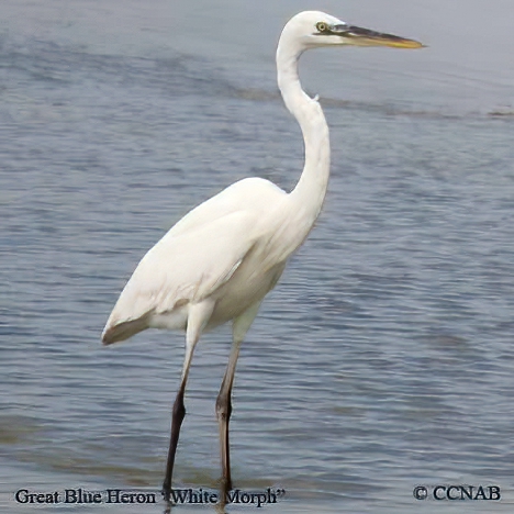 Great Blue Heron (White) 