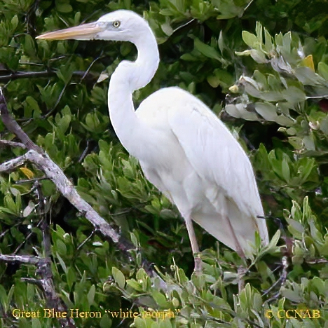 Birds of North America