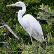 Great Blue Heron (White)