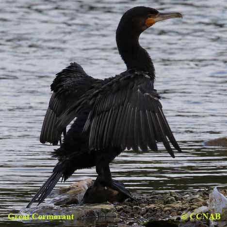 Great Cormorant