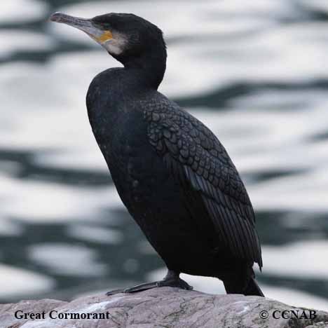 Great Cormorant