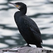 Great Cormorant range map