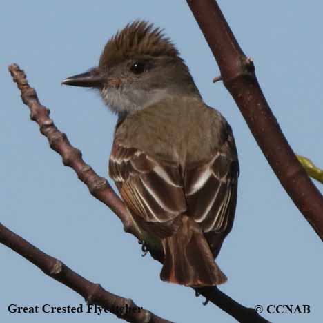 Great Crested Flycatcher