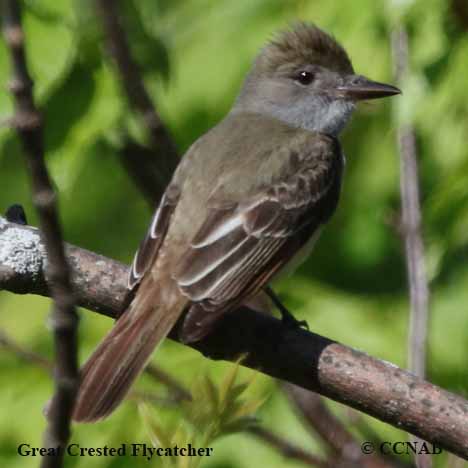 Great Crested Flycatcher