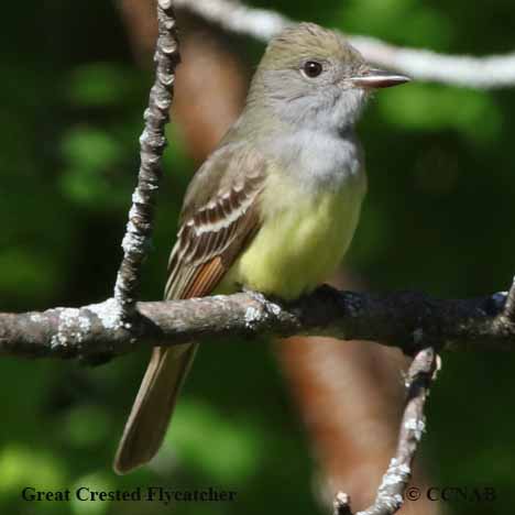 Great Crested Flycatcher