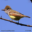 Great Crested Flycatcher range map