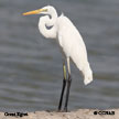 Great Egret range map