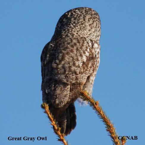 Great Gray Owl