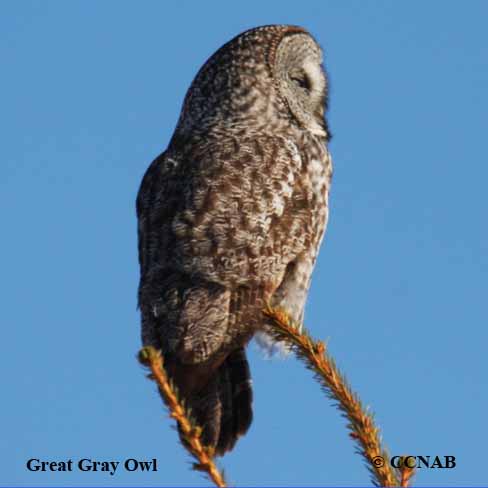 Great Gray Owl