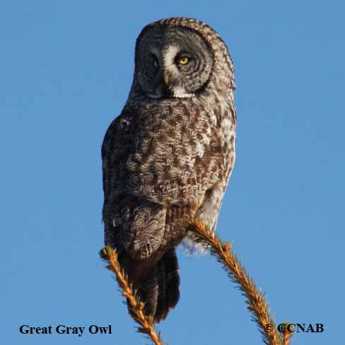 Great Gray Owl