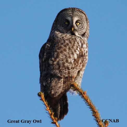 Great Gray Owl