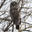 Great Gray Owl range map