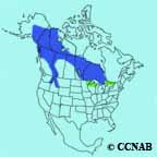 Great Gray Owl range map