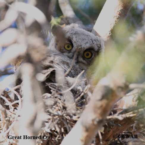 Great Horned Owl