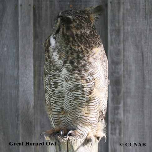 Great Horned Owl