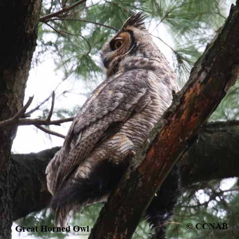 Great Horned Owl