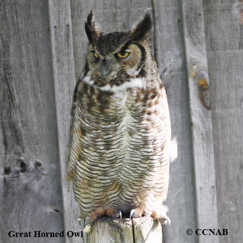 Birds of North America